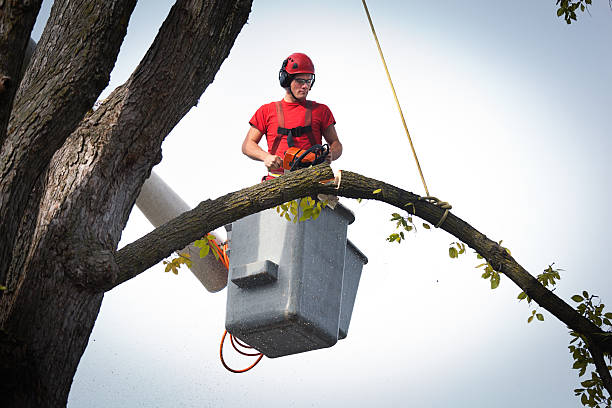 Reliable Galena Park, TX  Tree Services Solutions